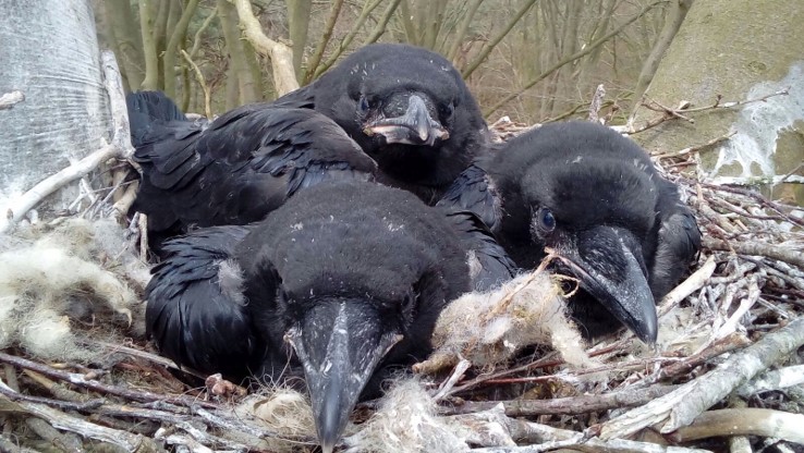 Raaf nestportret (Nederland). Foto van Ravenwerkgroep.